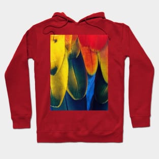 Tropical Colorful Feather Pattern Hoodie